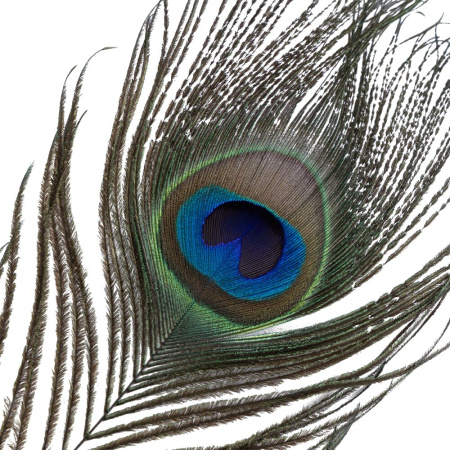 Щекоталка LOCKINK SEVANDA Natural Peacock Flirting Feather Tickler, перо павлина || Лоскітка LOCKINK SEVANDA Natural Peacock Flirting Feather Tickler, перо павича